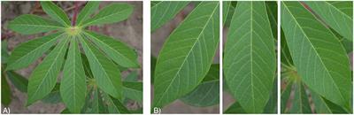 Deep Learning for Image-Based Cassava Disease Detection